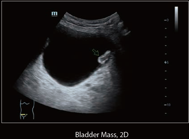 Mindray Ultrasound DC-60 EXP